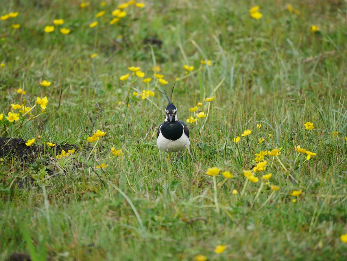 Northern Lapwing - Gavin Thomas