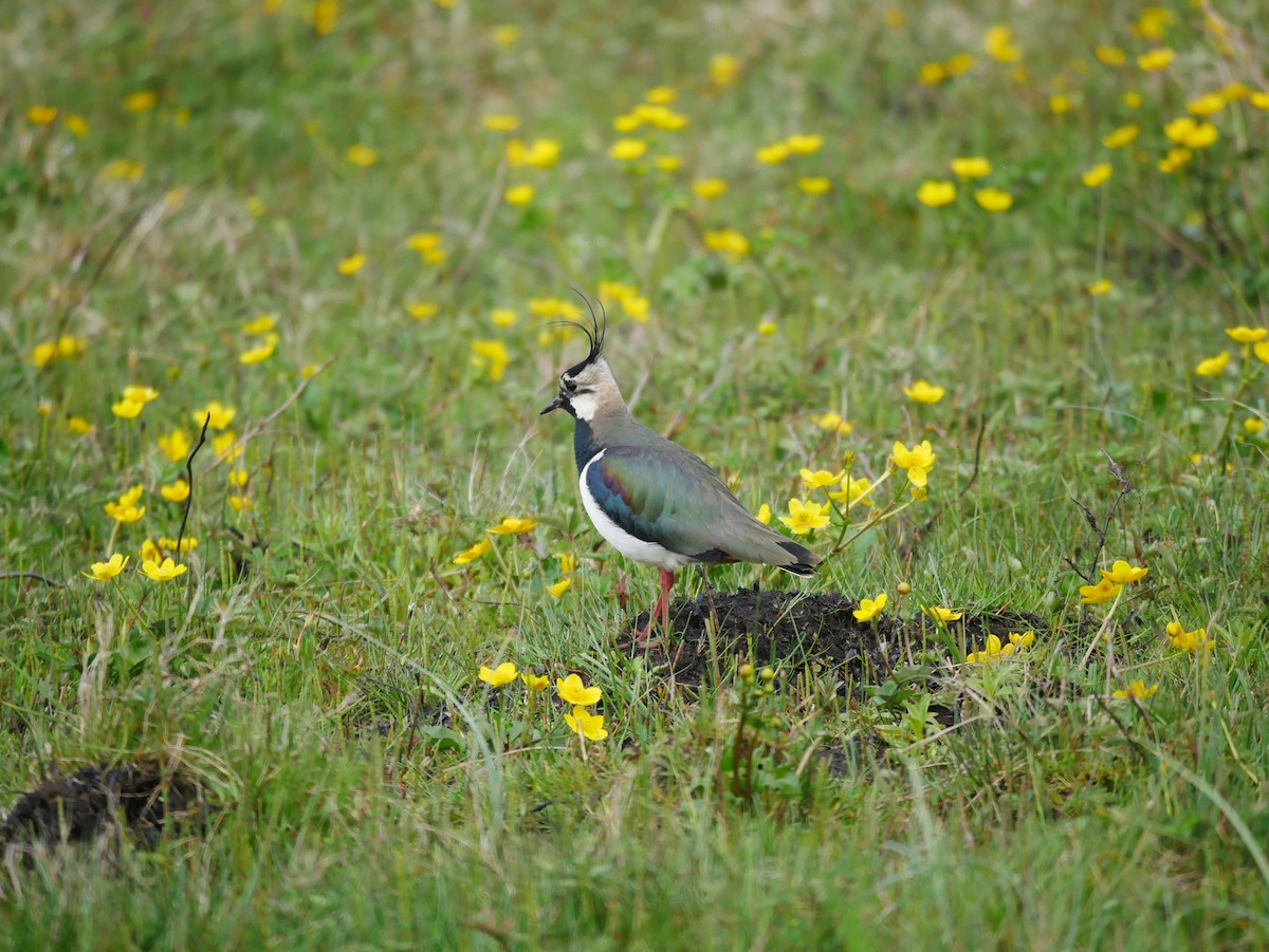 Northern Lapwing - ML596346571