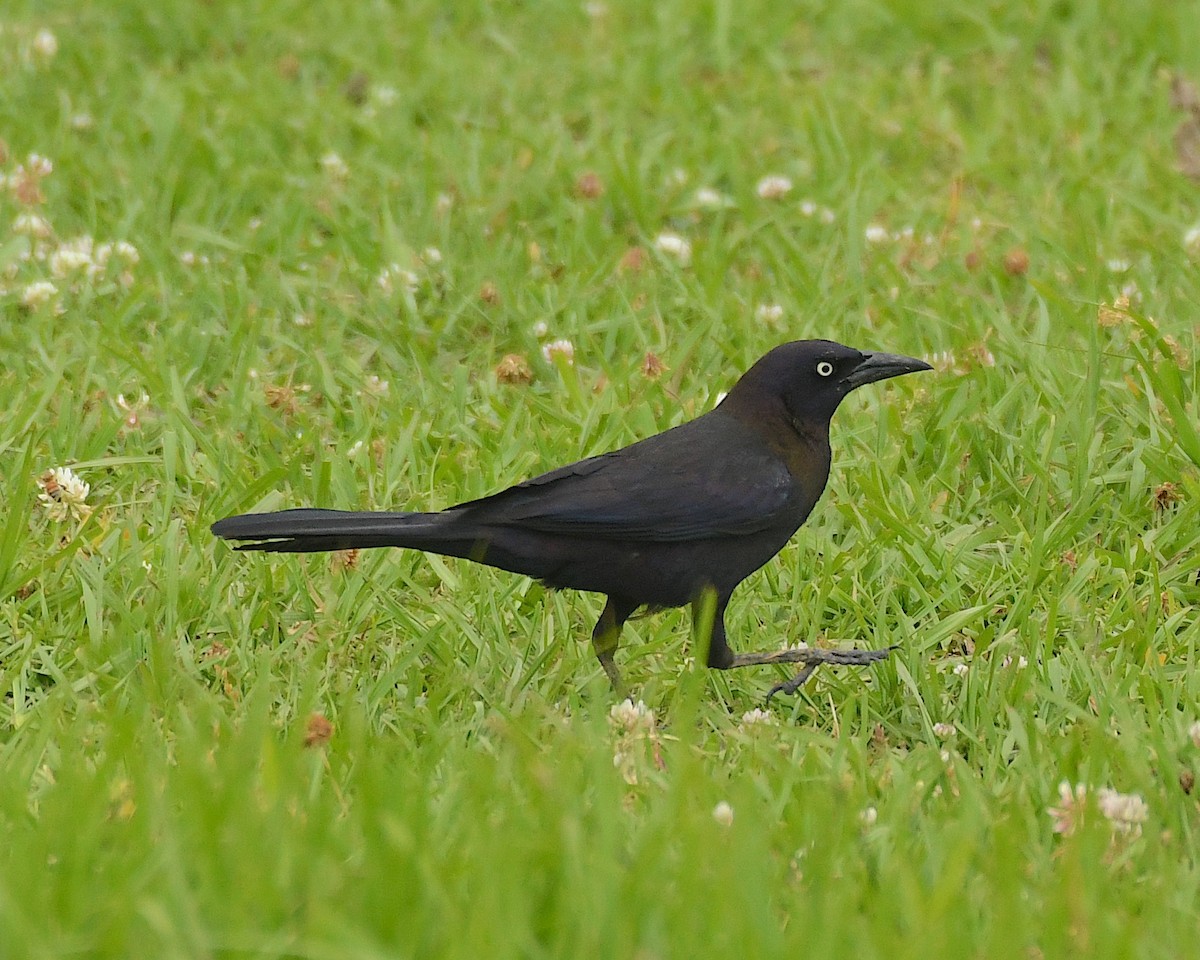 Common Grackle - Ted Wolff