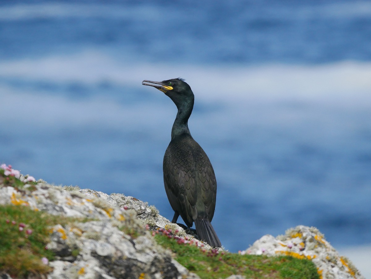 European Shag - ML596347191