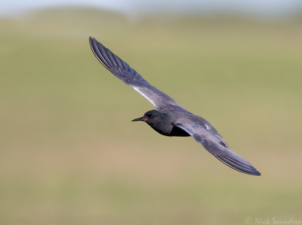 Black Tern - ML59634721