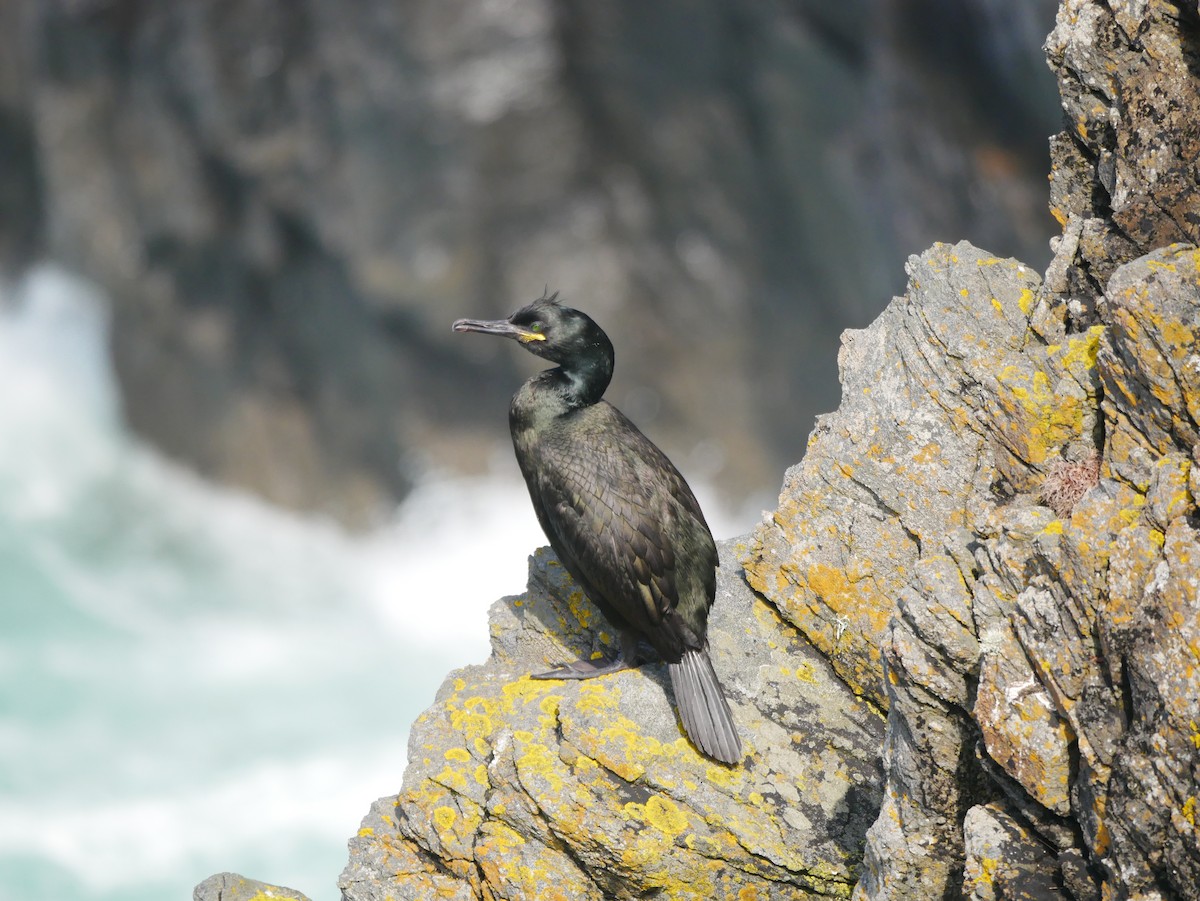 European Shag - ML596347211