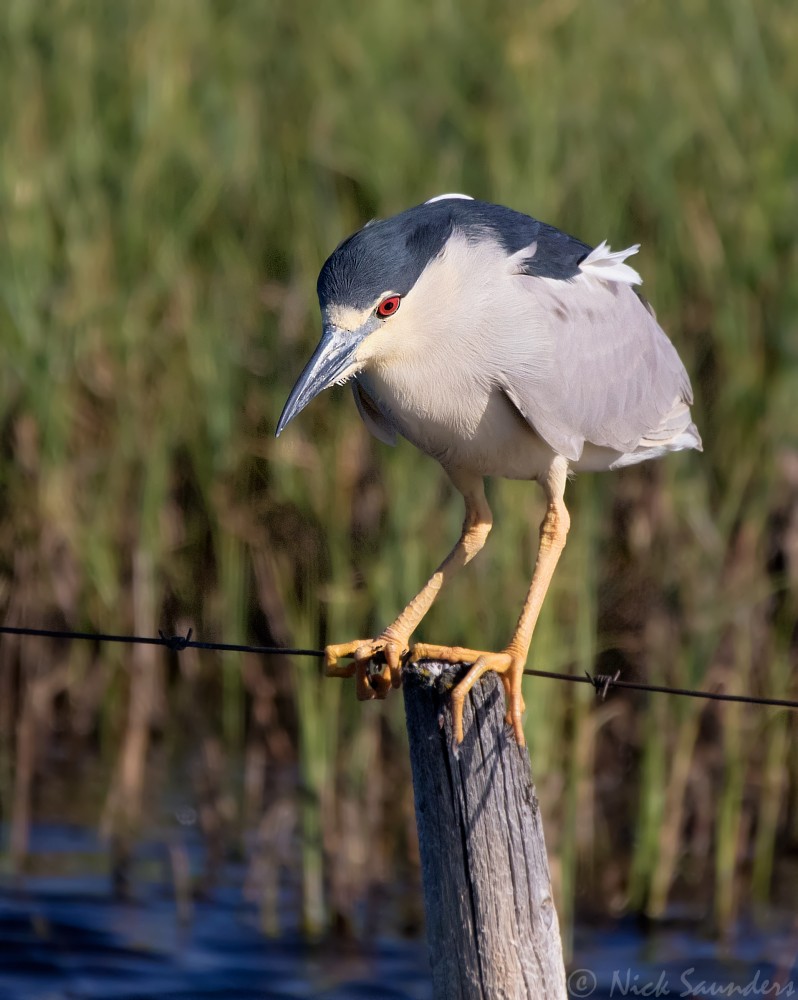 Black-crowned Night Heron - ML59634731