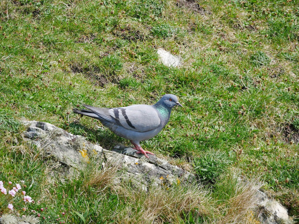 Rock Pigeon (Wild type) - ML596347721