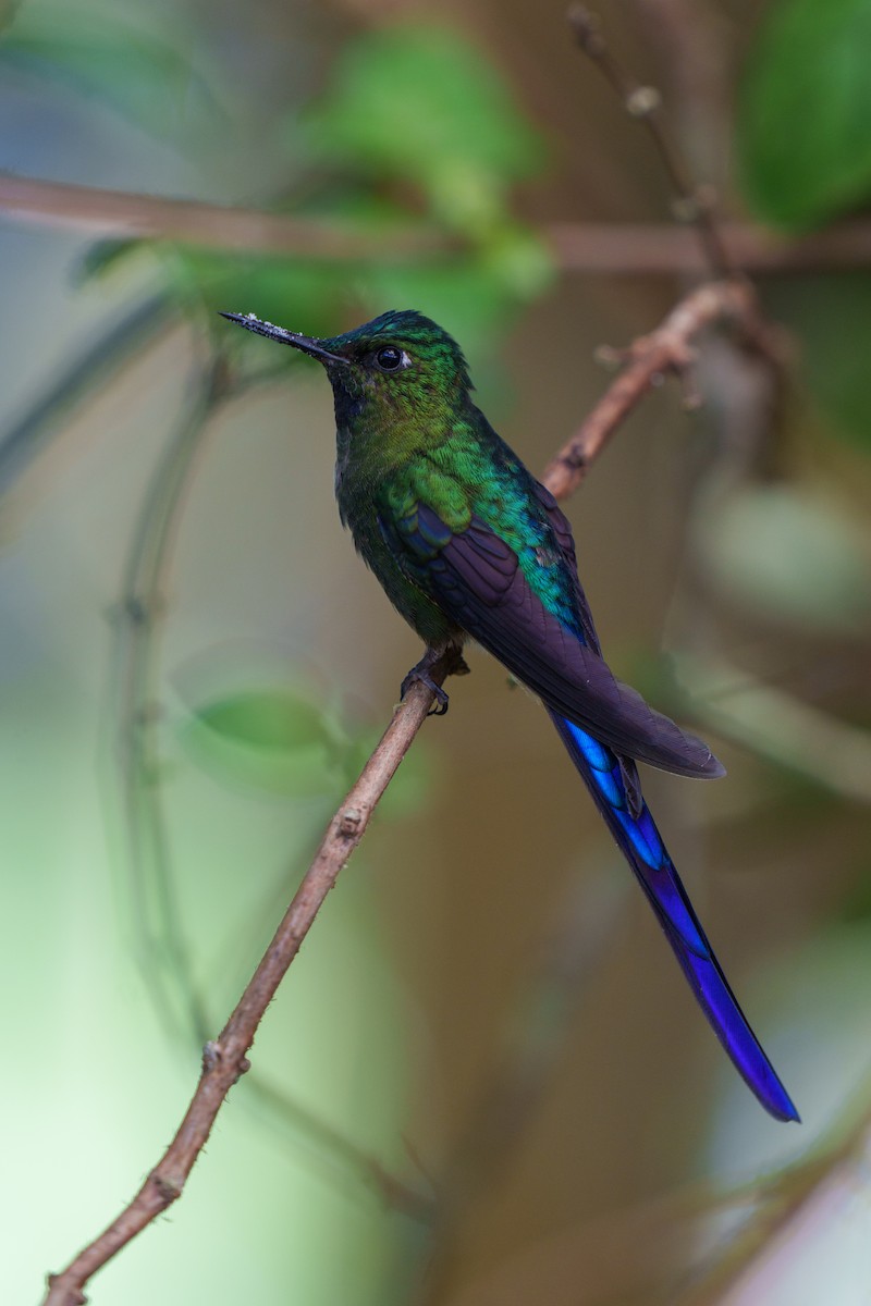 Violet-tailed Sylph - Jeff Hapeman