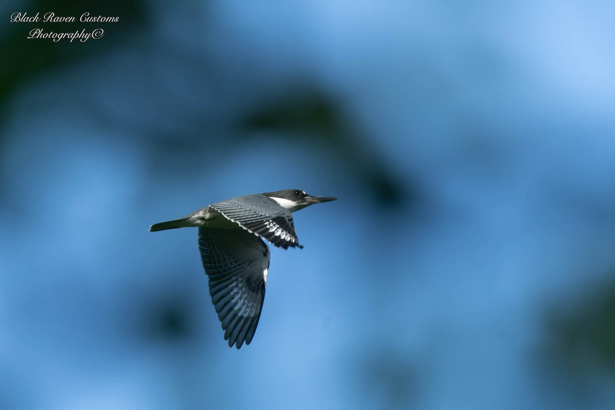 Belted Kingfisher - ML596348031