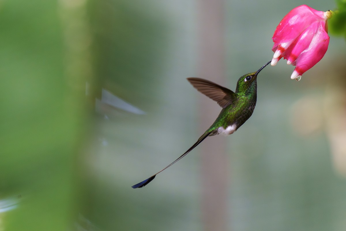 White-booted Racket-tail - Jeff Hapeman