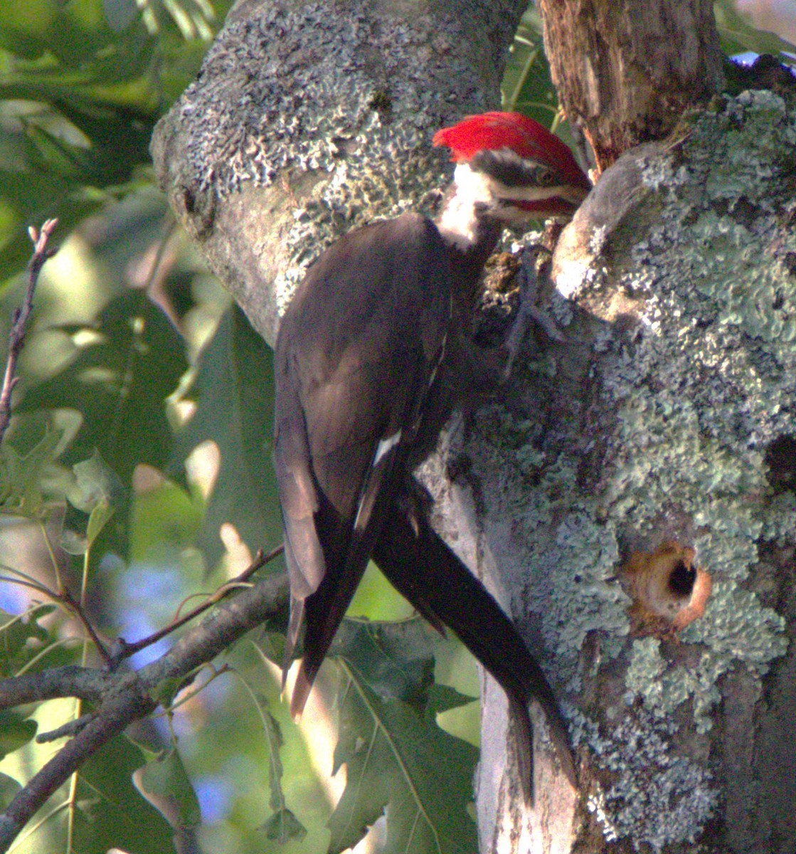 Pileated Woodpecker - ML596348281