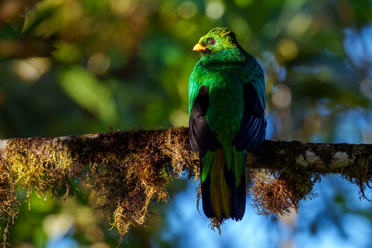 Golden-headed Quetzal - ML596348301