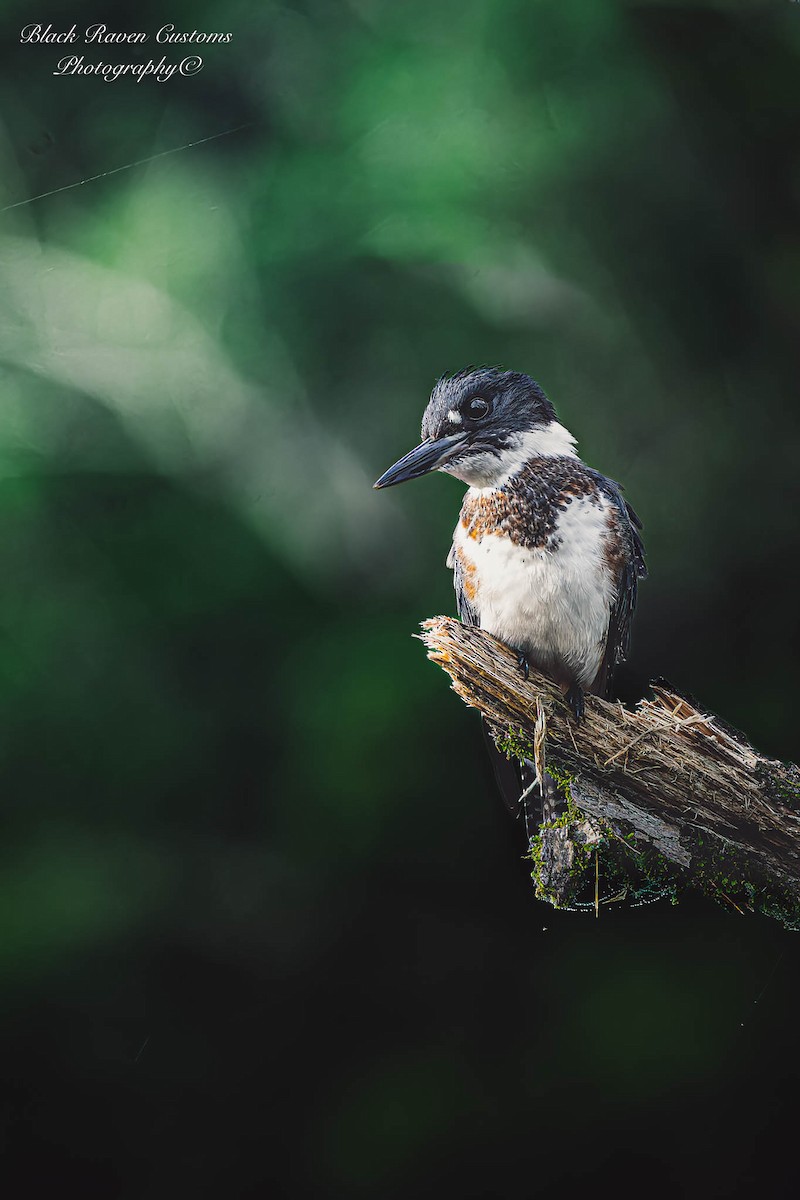 Belted Kingfisher - ML596348321