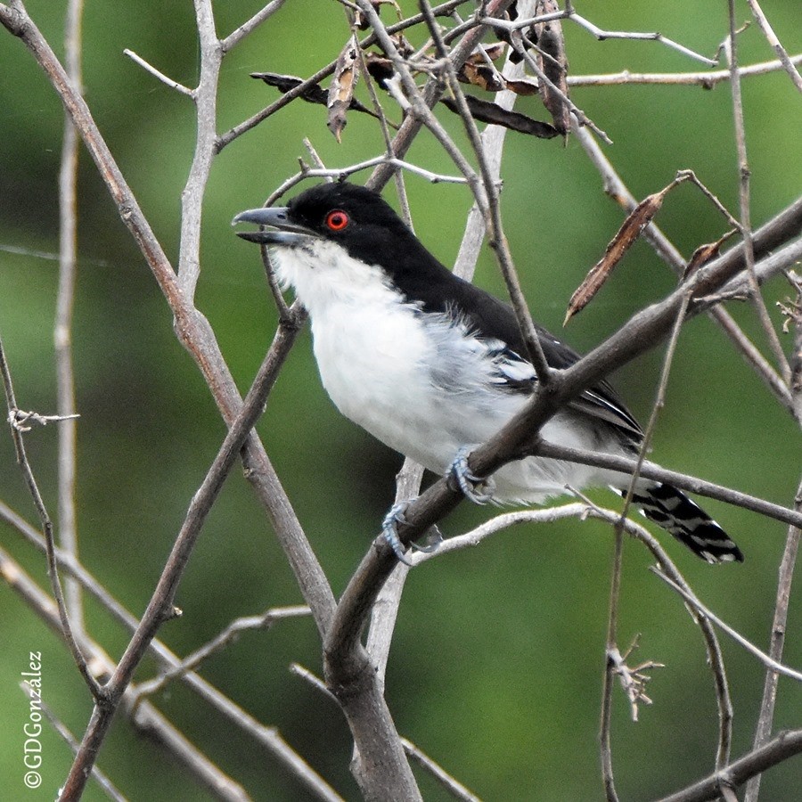 Great Antshrike - ML596349551