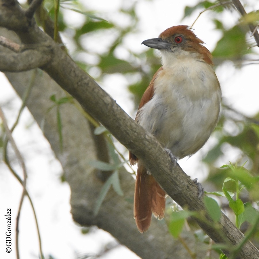 Great Antshrike - ML596349561