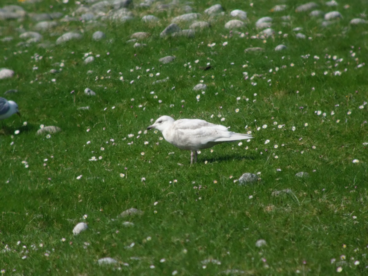 Iceland Gull - Gavin Thomas