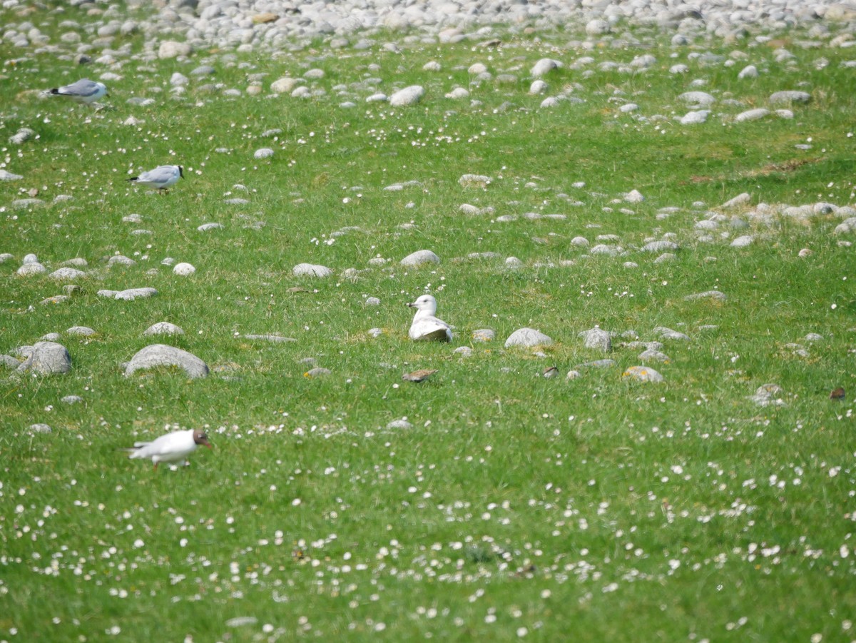 Iceland Gull - ML596350191