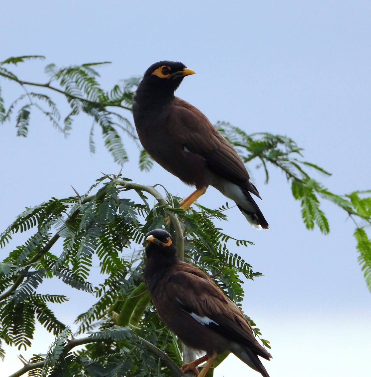 Common Myna - ML596351421