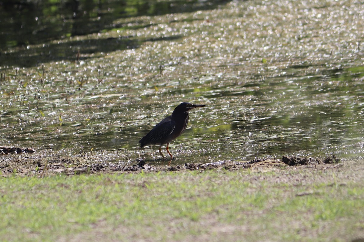 Green Heron - ML596352051