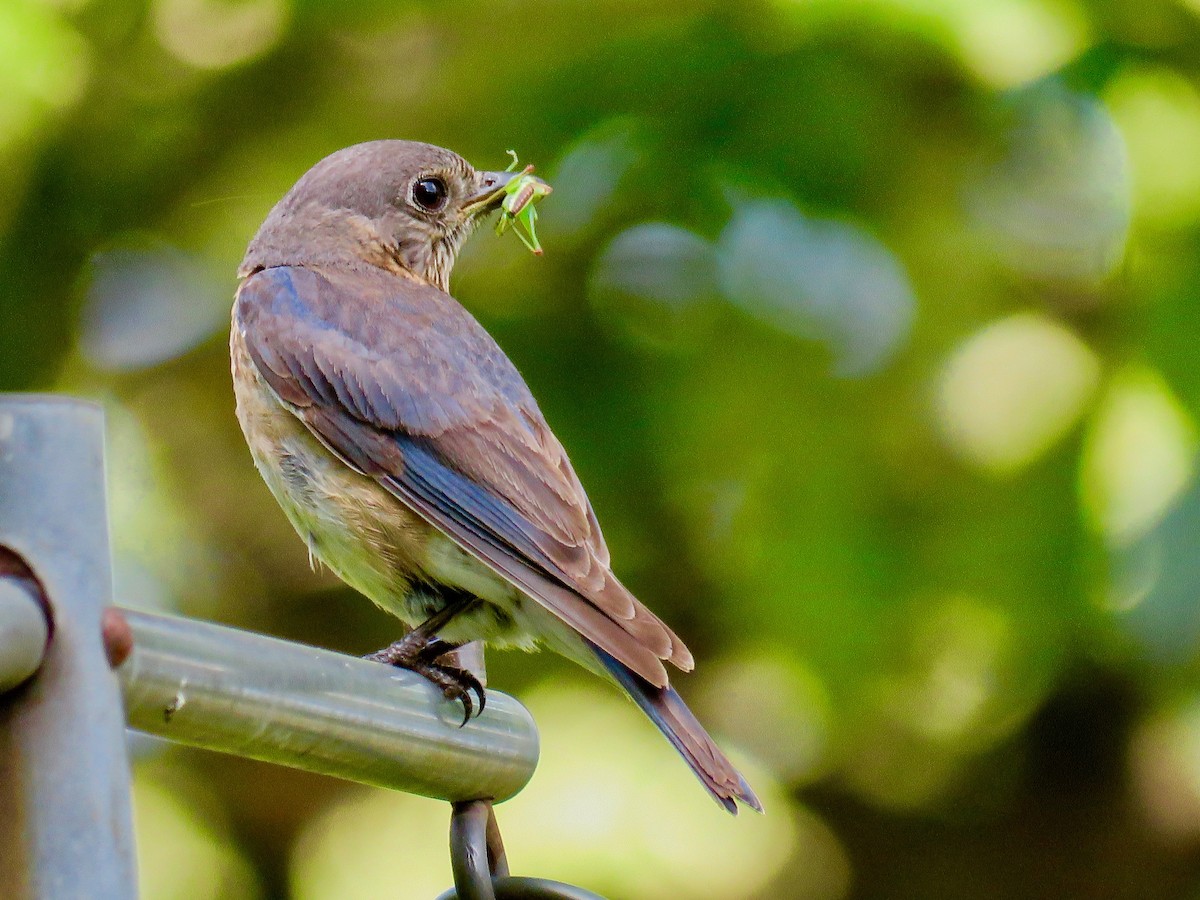 Eastern Bluebird - michele ramsey