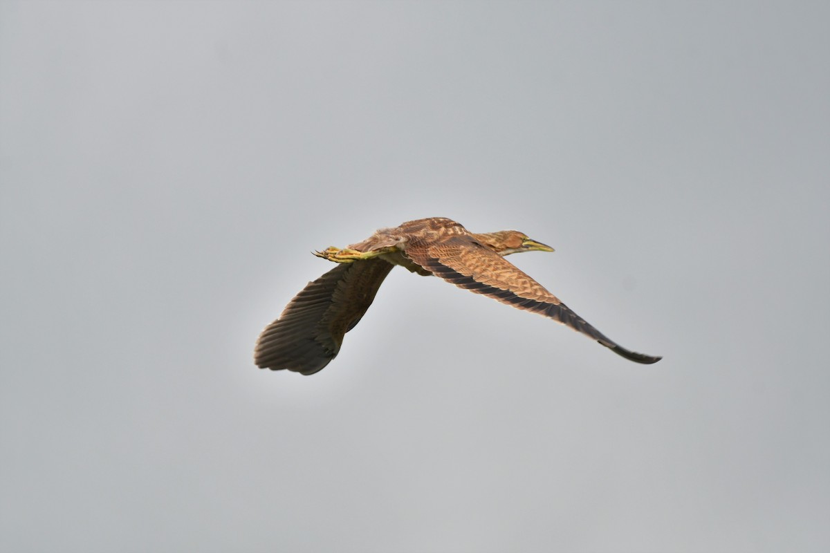 American Bittern - ML596352691