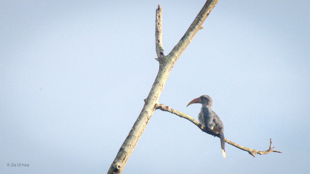 Malabar Gray Hornbill - ML596352891