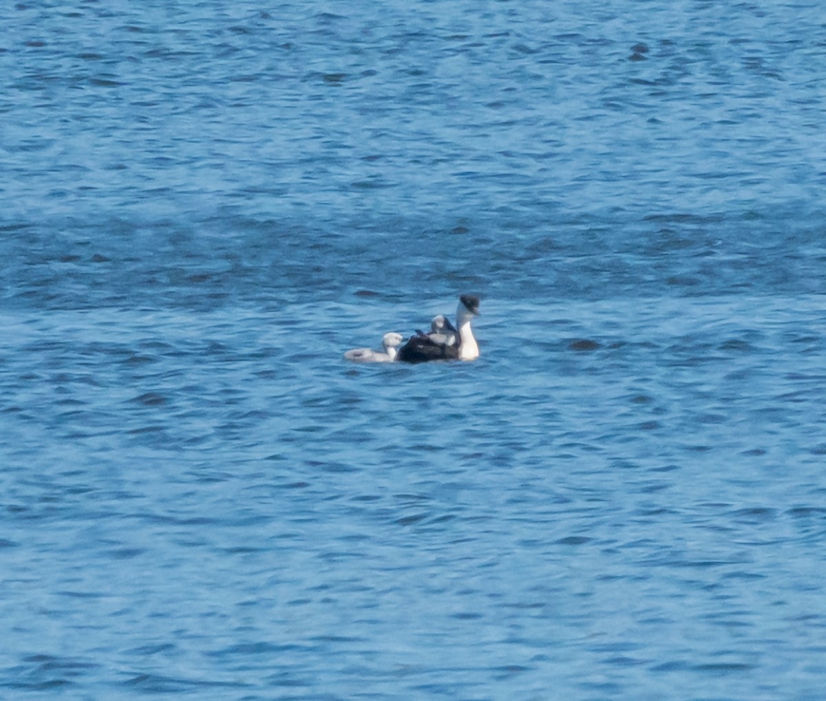 Western Grebe - ML596353291