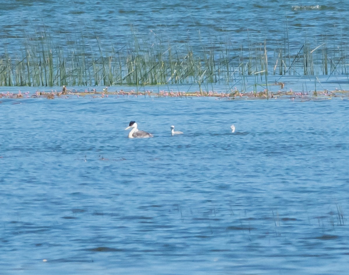 Western Grebe - Mary-Rose Hoang