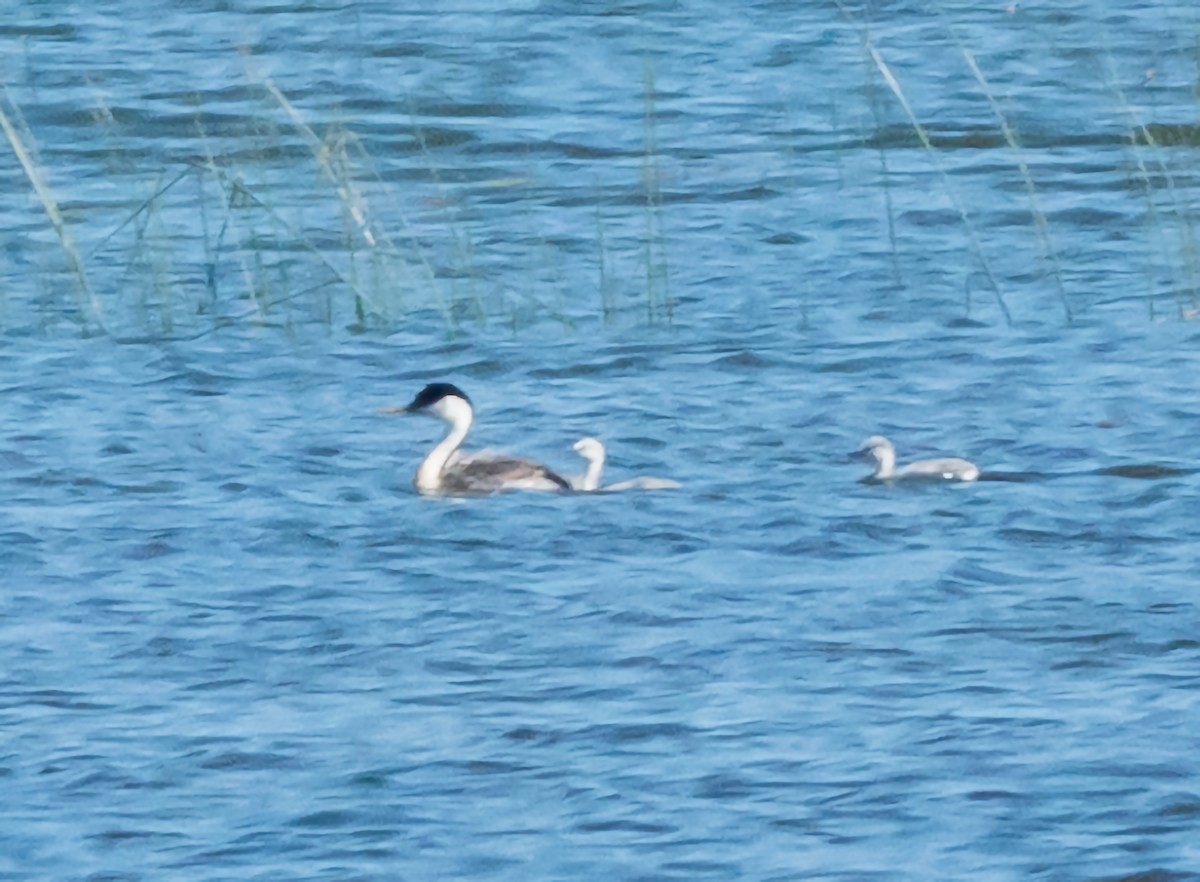 Western Grebe - Mary-Rose Hoang