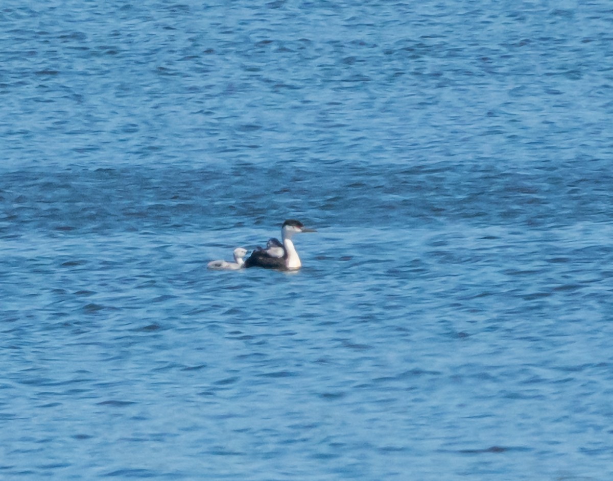 Western Grebe - Mary-Rose Hoang