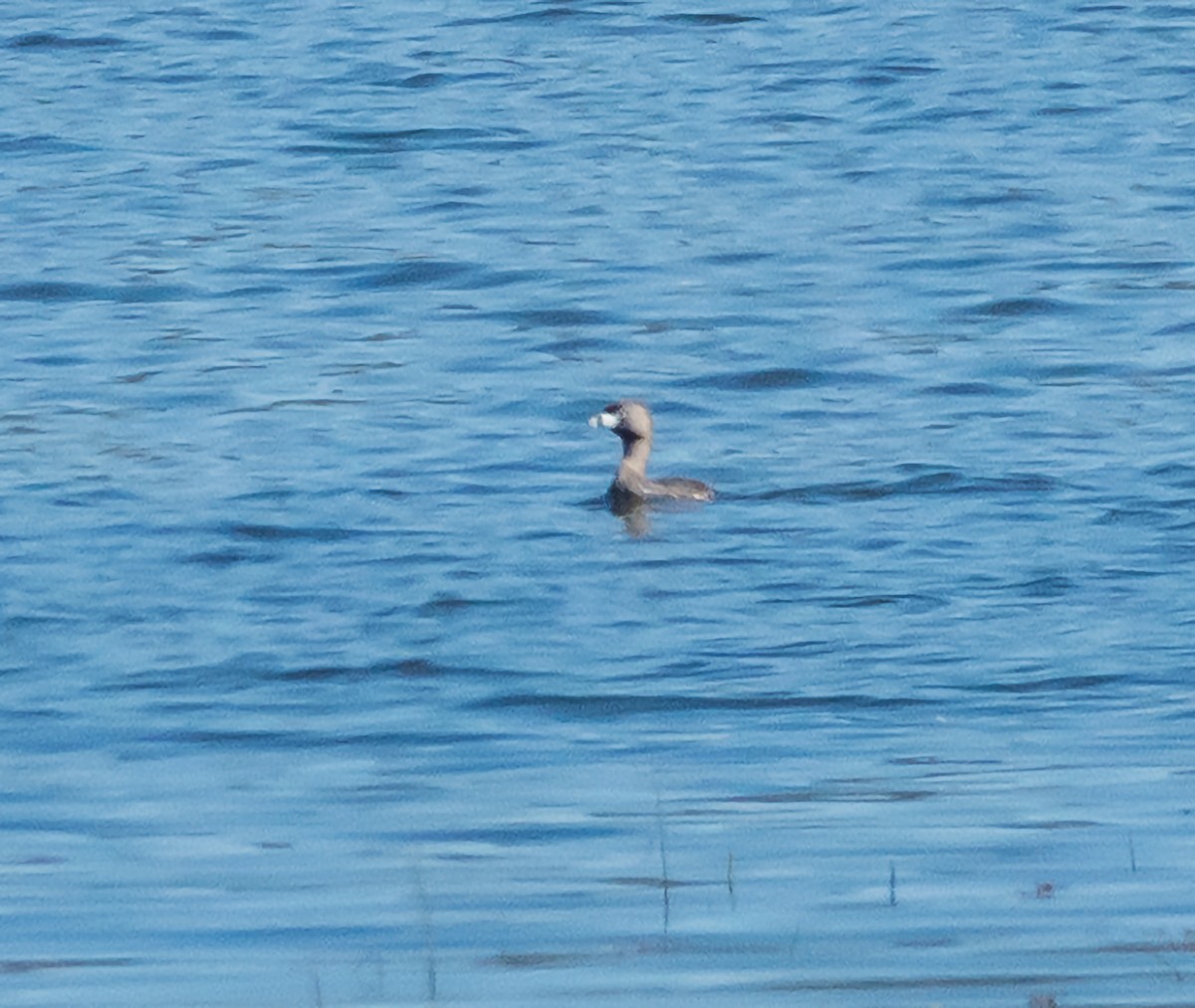 Pied-billed Grebe - Mary-Rose Hoang