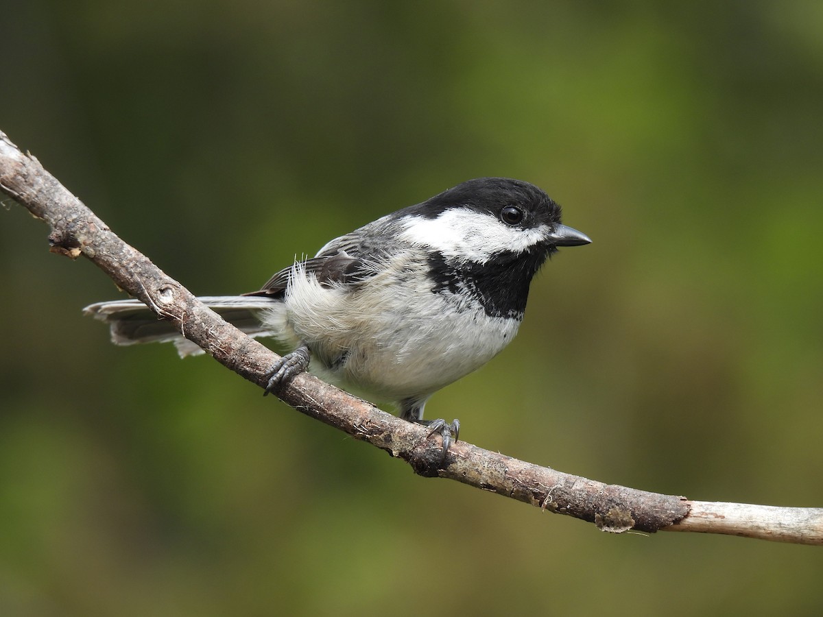 Black-capped Chickadee - ML596355661