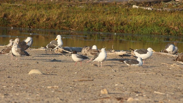 Mouette à queue fourchue - ML596356181