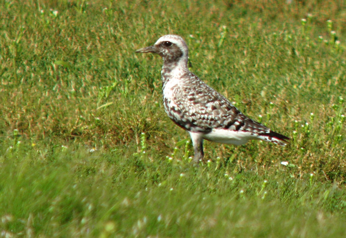 Black-bellied Plover - ML596357871