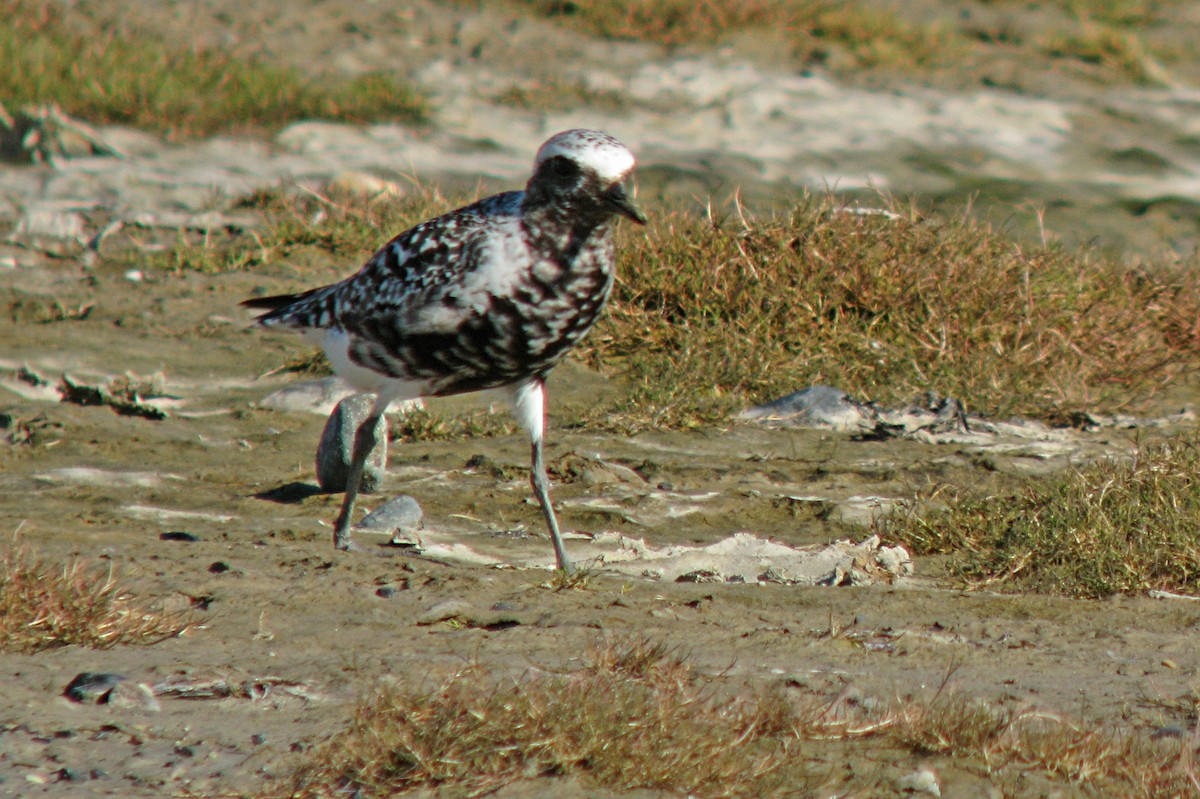 Black-bellied Plover - ML596357881