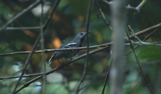 Band-tailed Antwren - Anderson Warkentin
