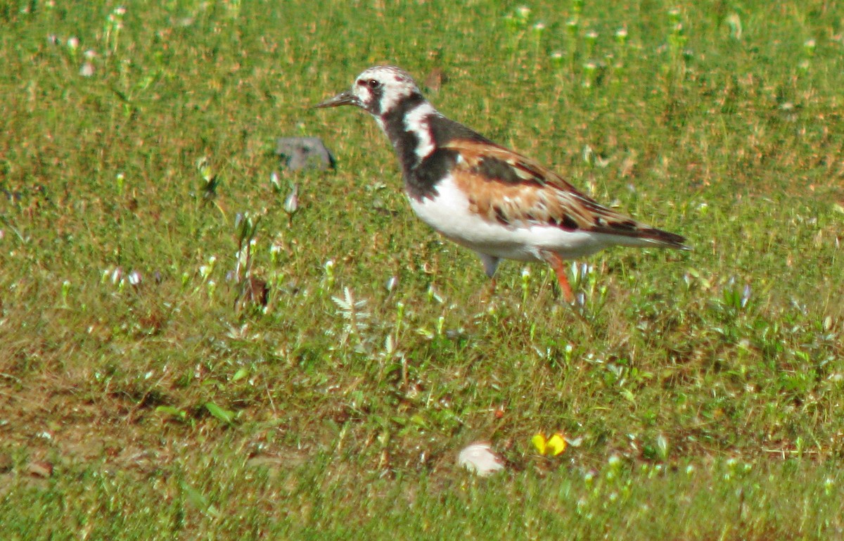 Ruddy Turnstone - ML596358051