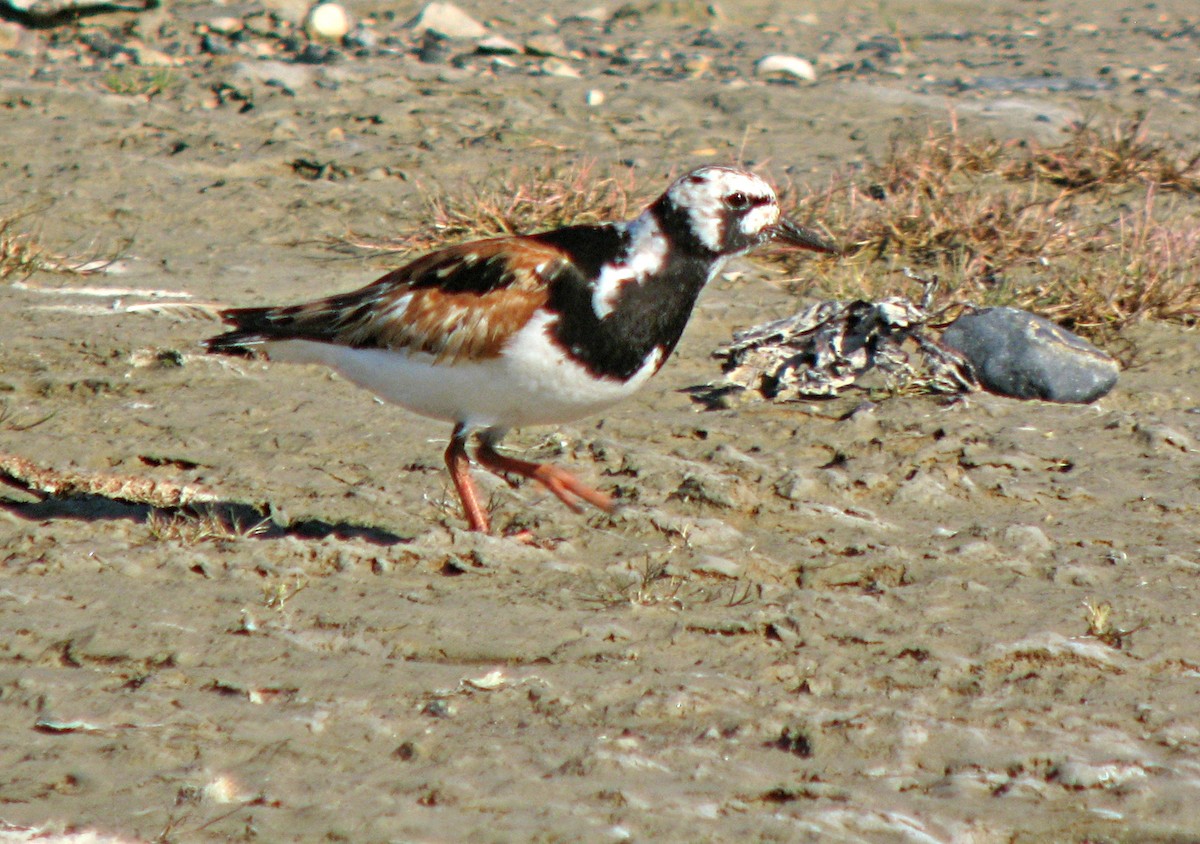 Ruddy Turnstone - ML596358061