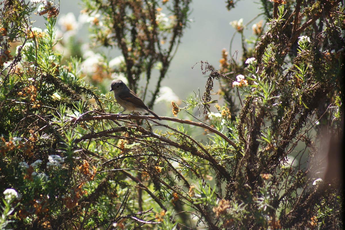 Patagonian Tyrant - ML596358511