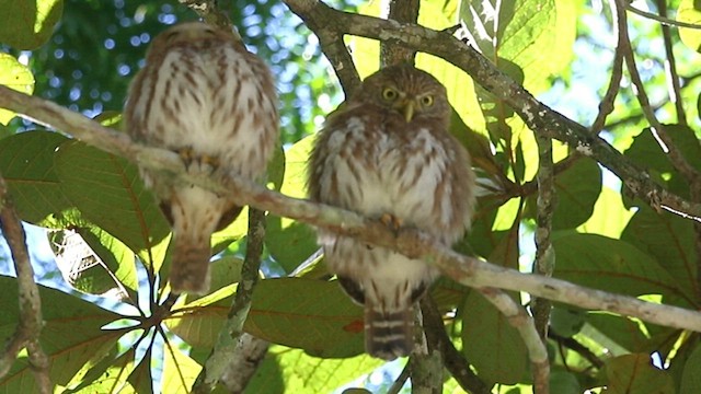 Ferruginous Pygmy-Owl - ML596358621