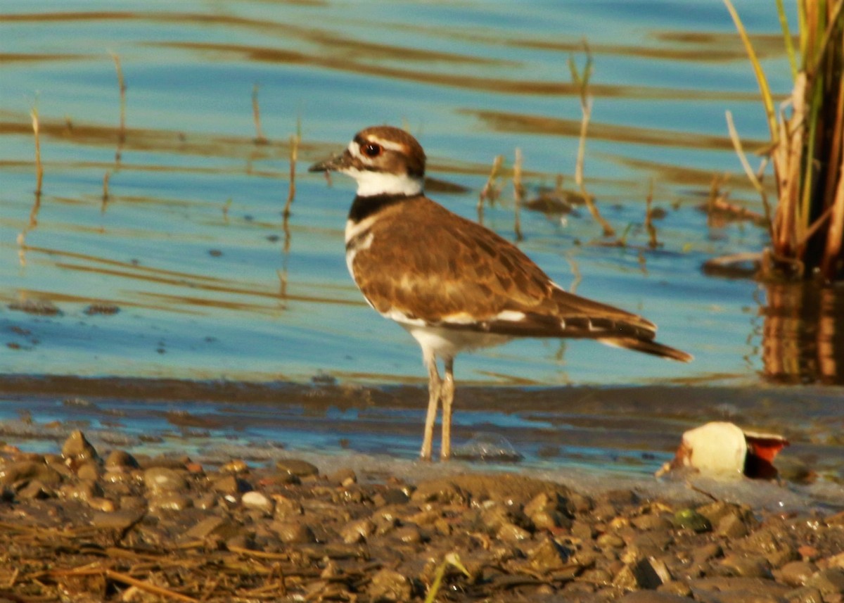 Killdeer - ML596358681