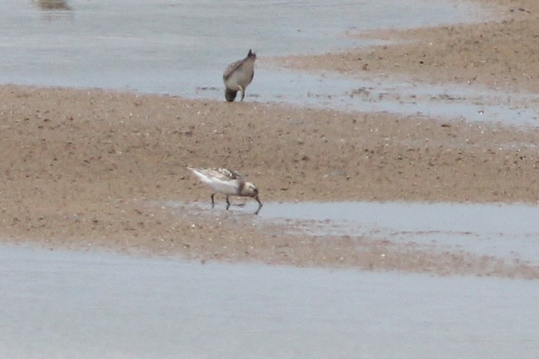 三趾濱鷸 - ML596360031