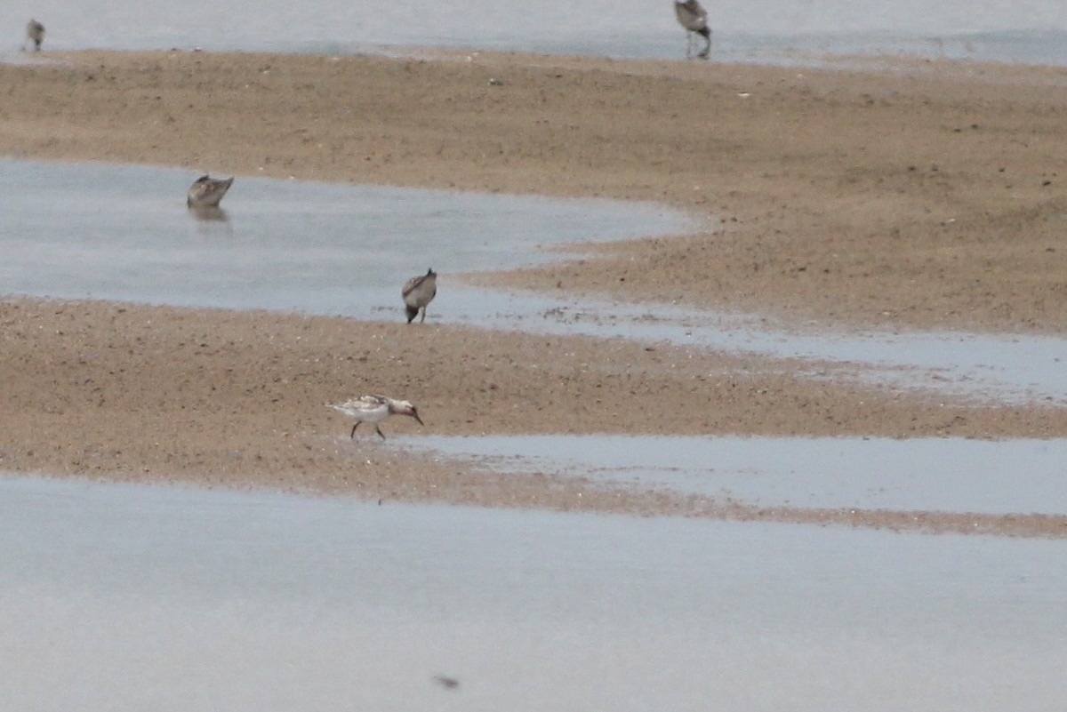 三趾濱鷸 - ML596360041