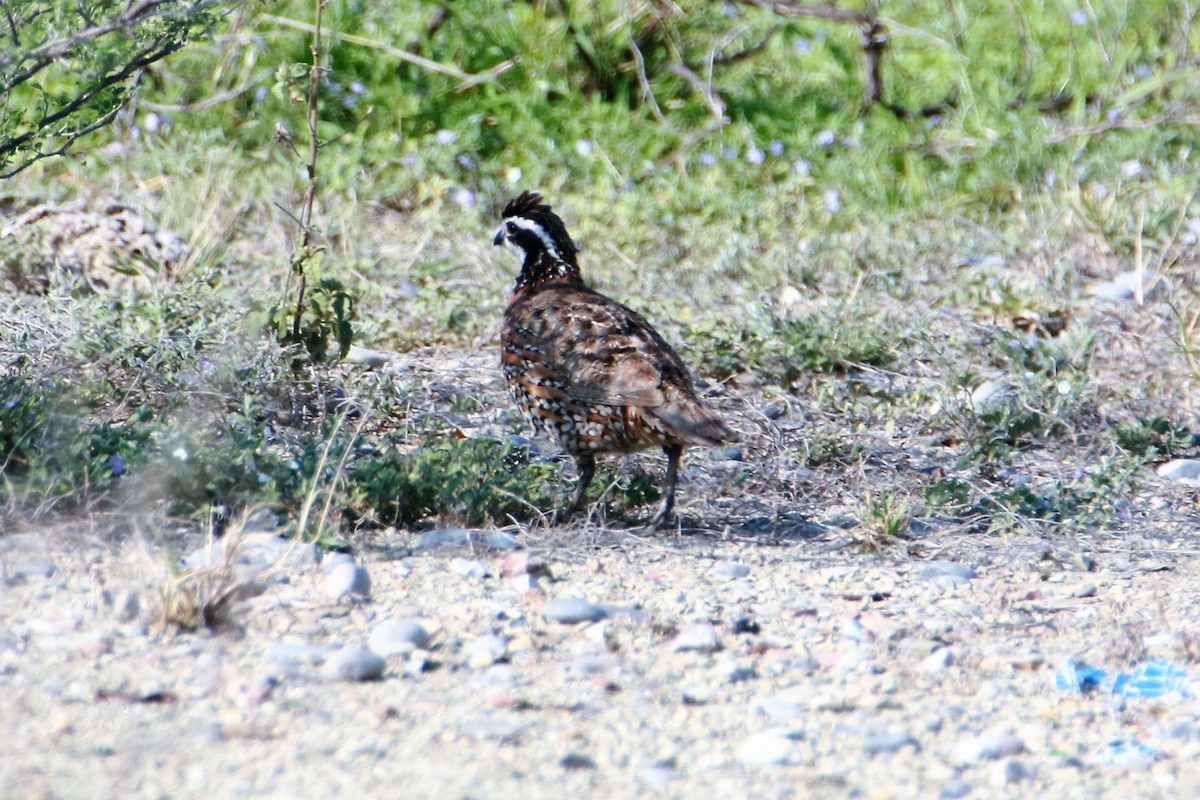 Northern Bobwhite - ML596360951