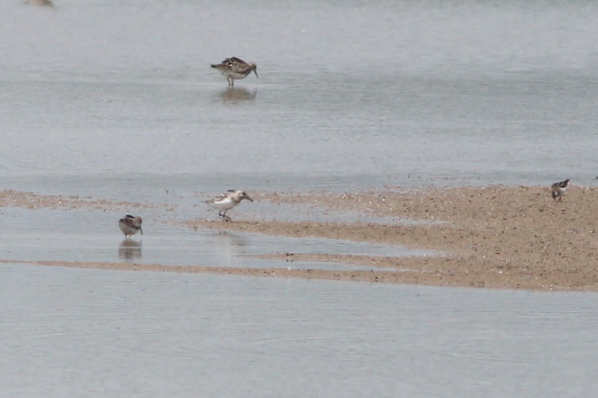 三趾濱鷸 - ML596361151