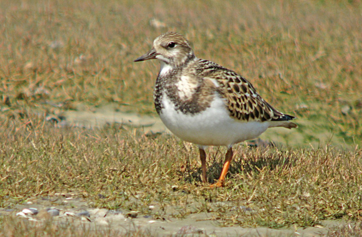 Tournepierre à collier - ML596361681