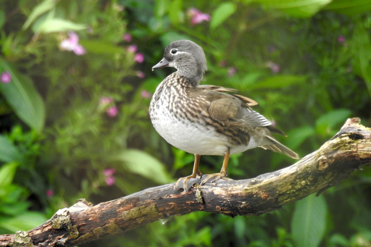 Mandarin Duck - ML596362111