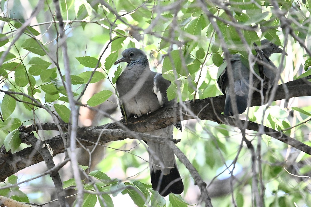 Common Wood-Pigeon - Dong Qiu
