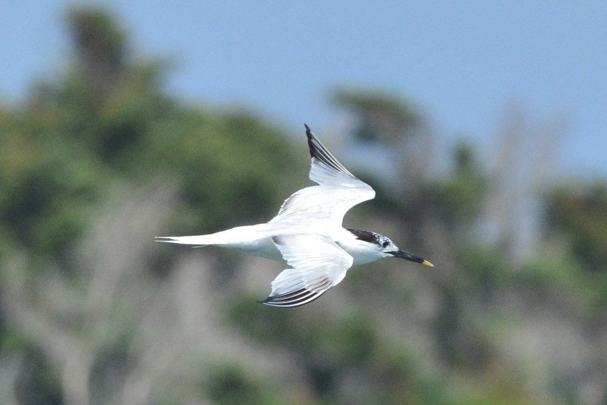 Sandwich Tern - ML596362731