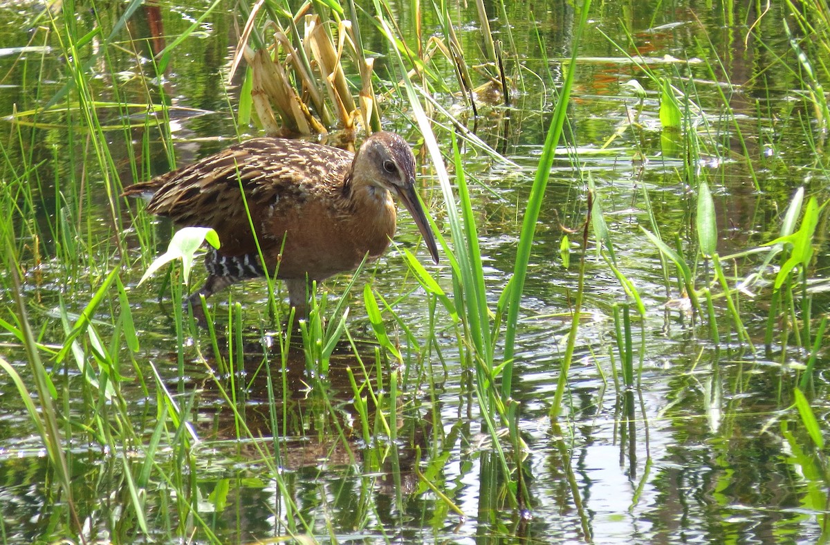 King Rail - ML59636281