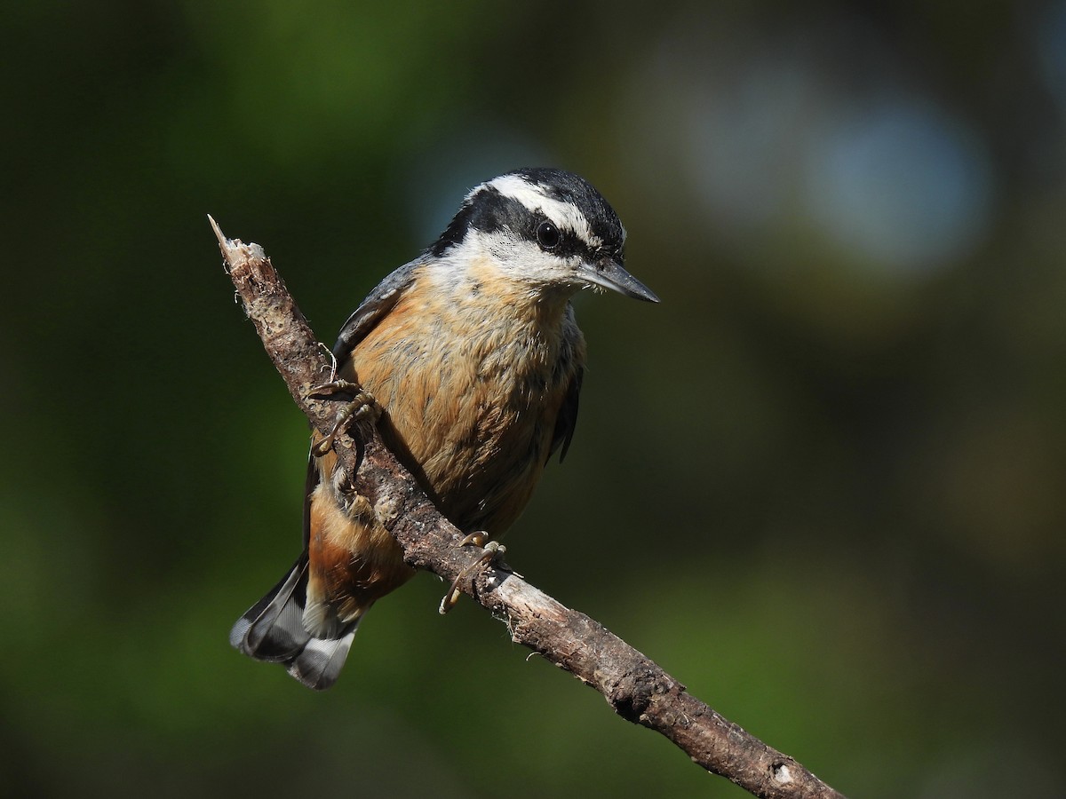 Red-breasted Nuthatch - ML596363101