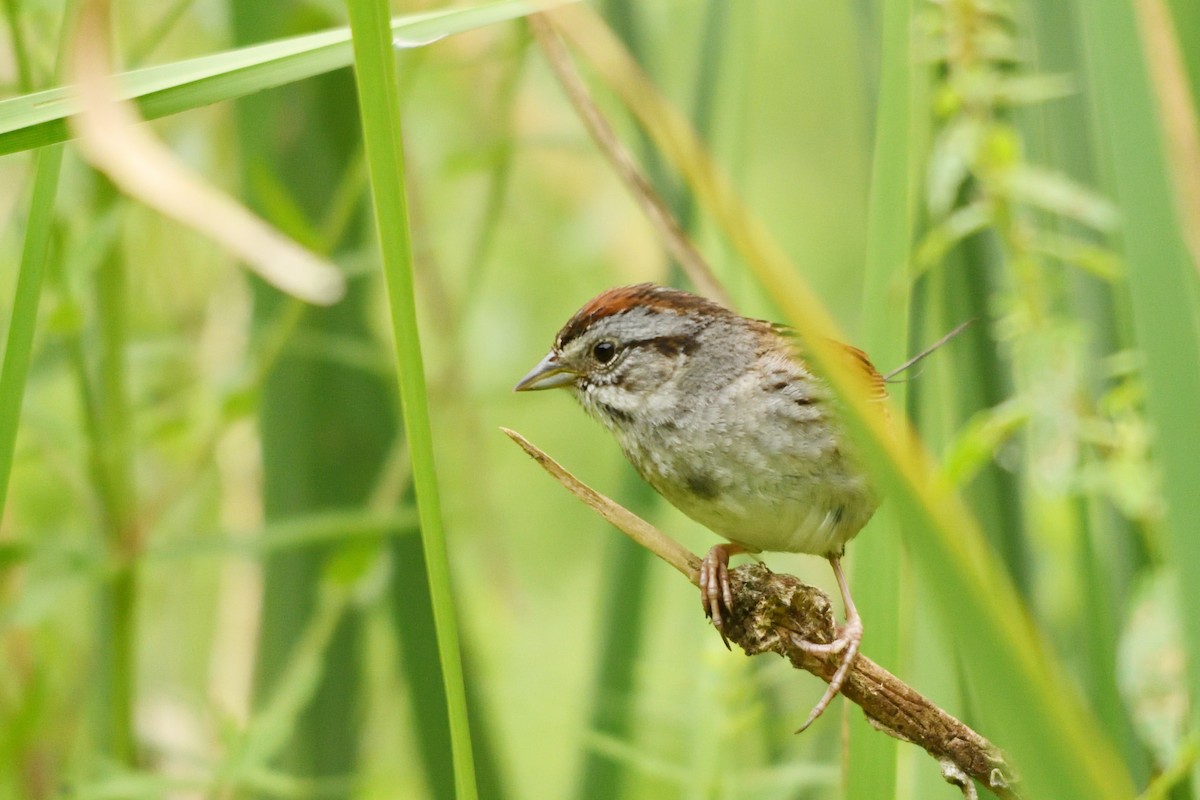 Swamp Sparrow - ML596363121
