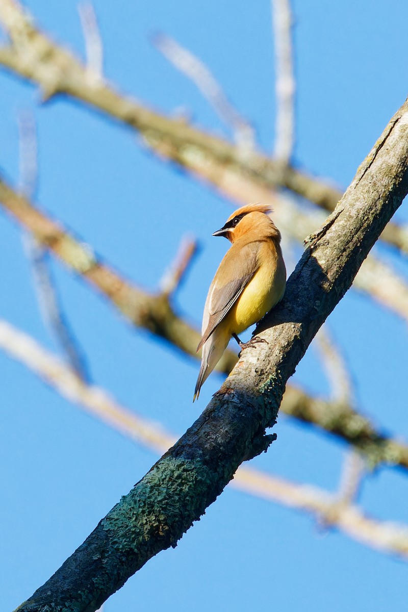 Cedar Waxwing - Ruogu Li